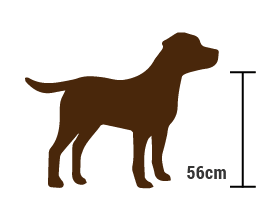 Labrador Hündin Winnie mit Schulterhöhe