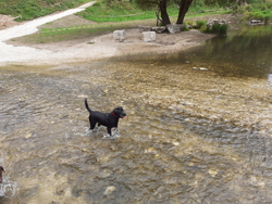 Labrador Retriever im Wasser