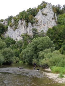 Labrador Retriever im Wasser