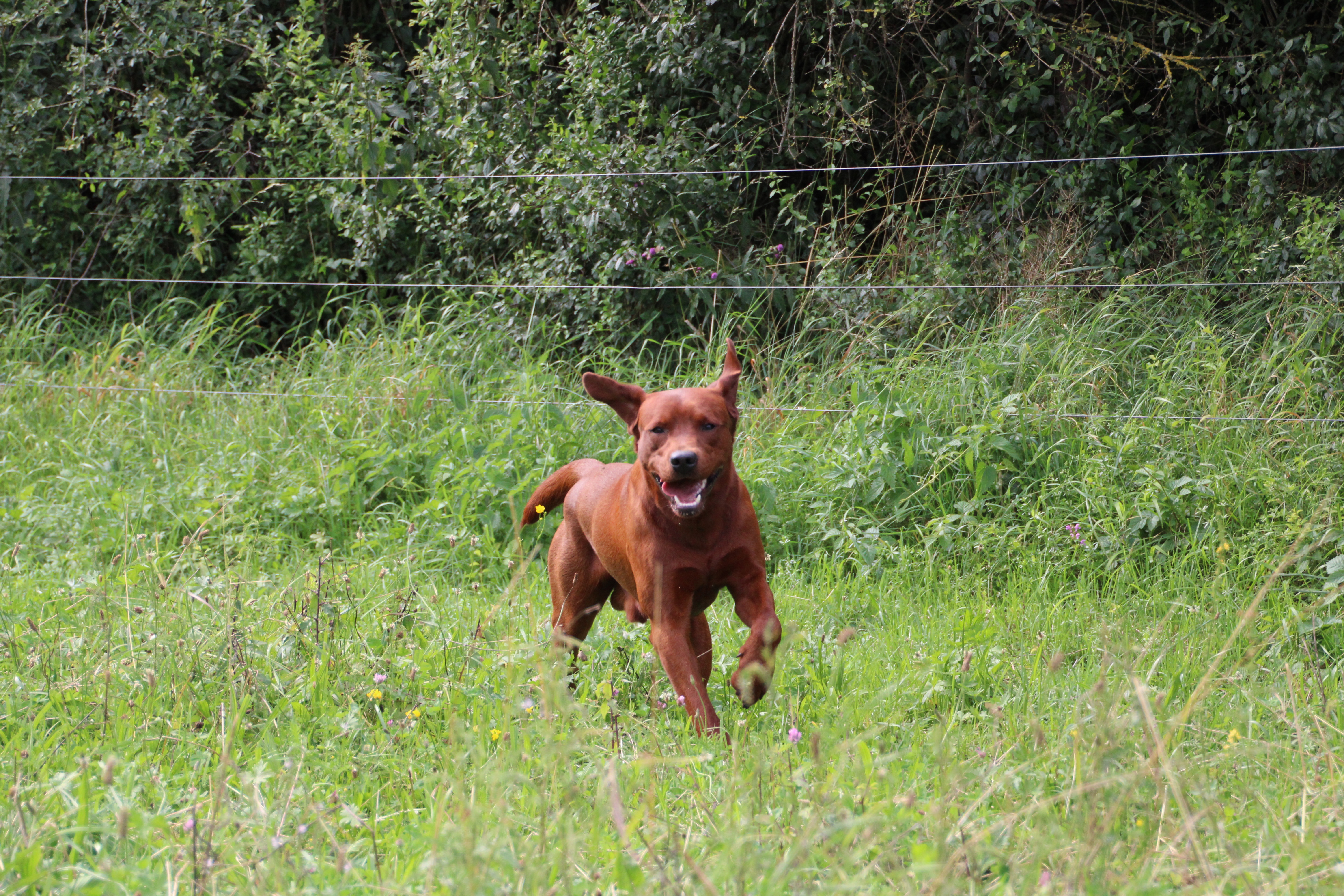 Settler´s Winnetou
