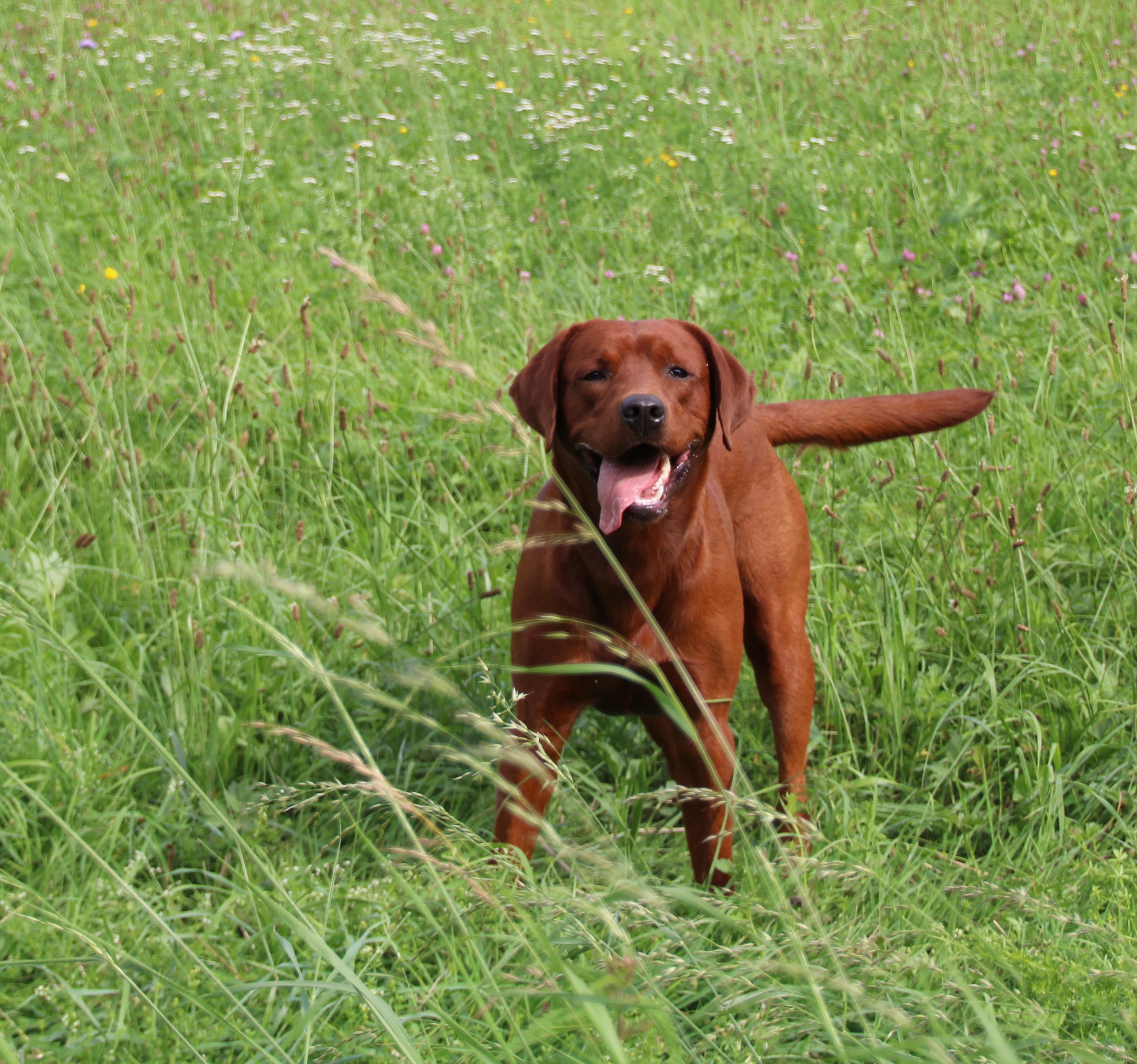 Settler´s Winnetou