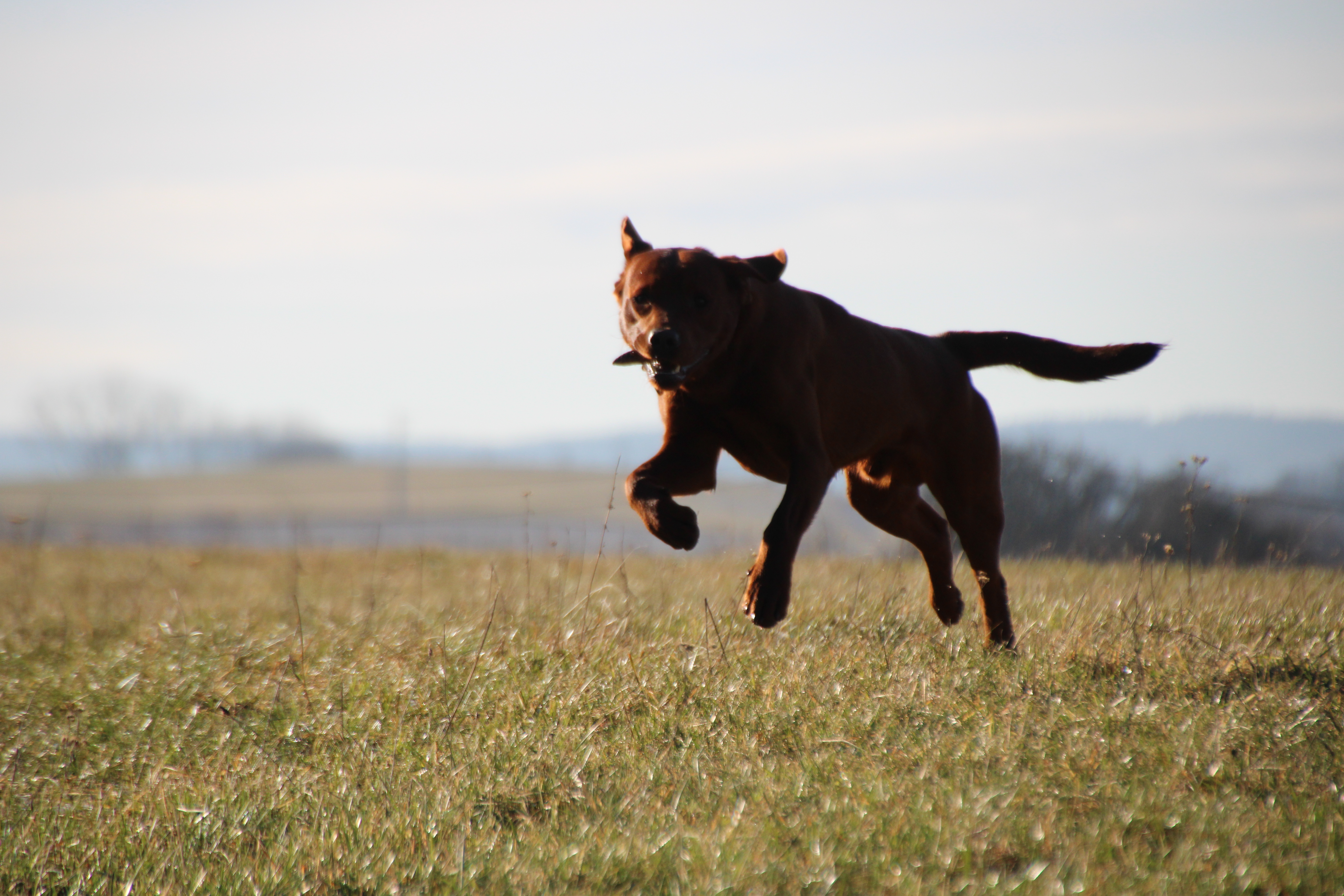 Settler´s Winnetou