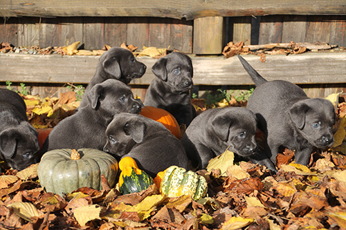 Ein Wurf unserer Labradorwelpen Labrador Welpen spielen mit Kürbissen im Herbst