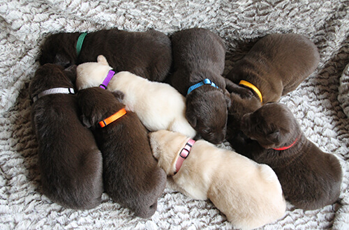 Ein Wurf Welpen kuscheln miteinander Labradorzucht und Aufzucht